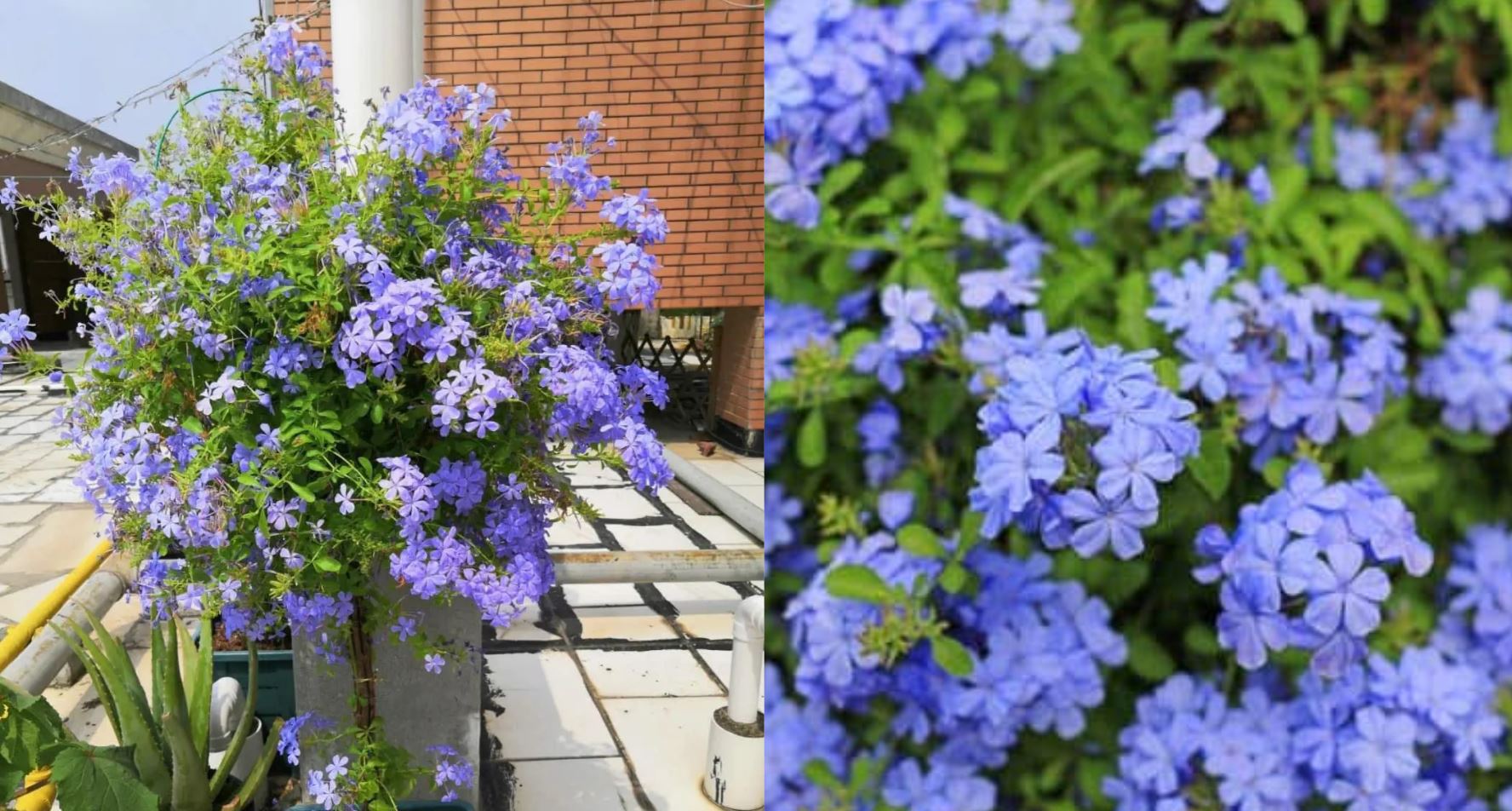 Những Lưu &Yacute; Về C&aacute;ch Chăm S&oacute;c Hoa Thanh X&agrave;